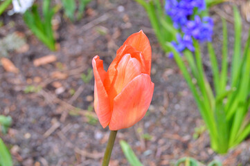 Tulip in the garden during spring, Herning © alesanko1