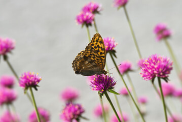 Silver-washed fritillary (Argynnis paphia) Butterfly sitting on a pink flower in Zurich, Switzerland © Janine