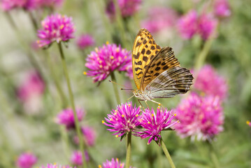 Silver-washed fritillary (Argynnis paphia) Butterfly sitting on a pink flower in Zurich, Switzerland © Janine