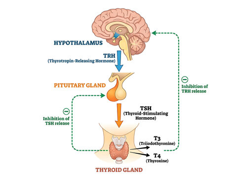 Thyroid hormone regulation system illustration isolated on white background