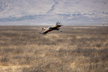 Fototapeta premium Gray crowned crane flying 