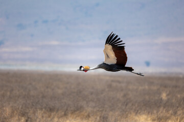 Fototapeta premium Gray crowned crane flying 
