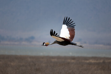 Fototapeta premium Gray crowned crane flying 