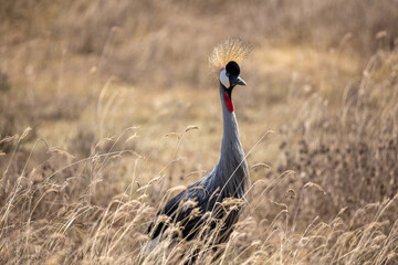 Fototapeta premium grey crowned crane