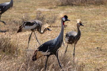 Fototapeta premium grey crowned crane