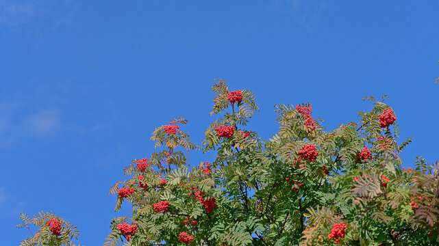 Branches of a rowan tree covered with bright red berries against a clear blue sky in early autumn, with ample copy space.