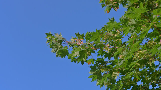 Green maple tree branches with early autumn foliage framing a clear blue sky, creating a natural background with generous copy space.