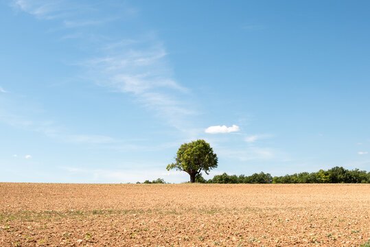 Einsamer Baum auf weiter Fl&auml;che des Plateau de Valensole in den Alpes du Provence Frankreich