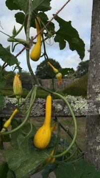 Bright yellow crookneck summer squash hanging on vine in vegetable garden