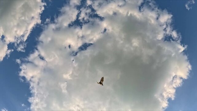 A small dark bird flies across a bright cloudy sky as viewed from a low angle, looking up. It moves smoothly from the top right to the bottom left, landing near the camera