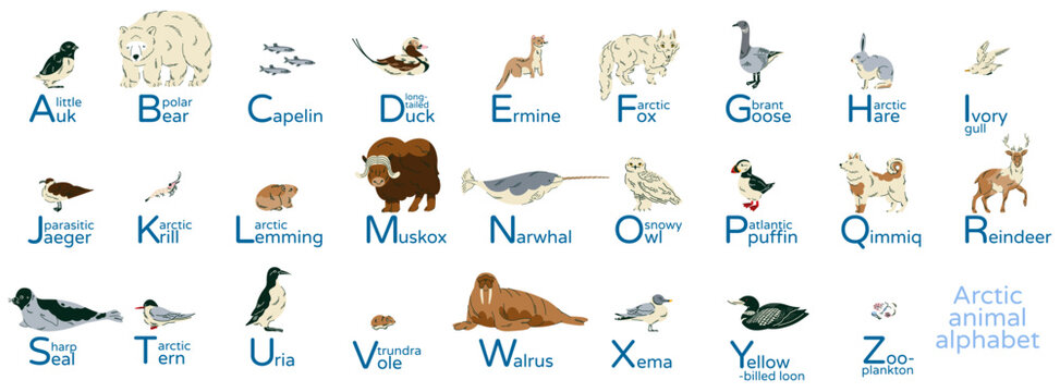 Arctic animal alphabet poster with illustrated northern wildlife and animal names from A to Z for children education, classroom decor, nursery learning, educational books and nature themed projects