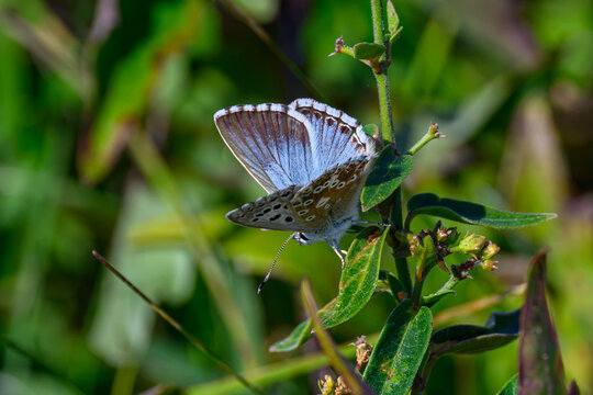 Male Chalkhill Blue Butterfly (Lysandra coridon) Resting on a Plant