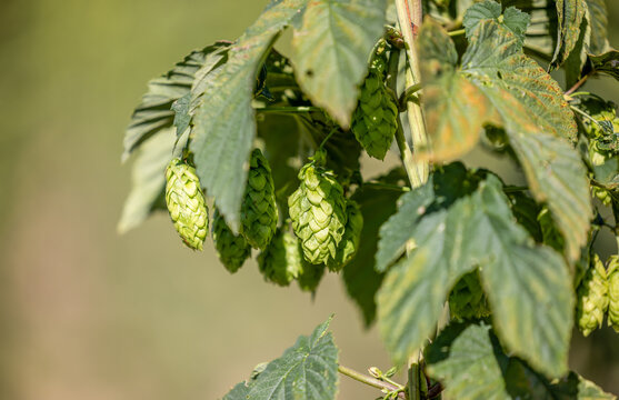 Hopfen kurz vor der Ernte