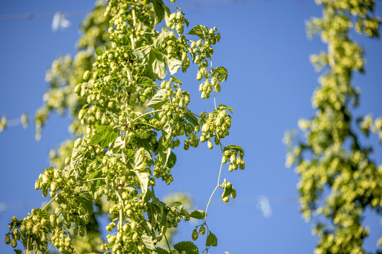 Hopfen kurz vor der Ernte