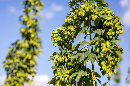 Hopfen kurz vor der Ernte