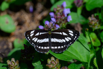 Common Glider Butterfly (Neptis sappho) with Open Wings Resting on a Leaf © Dominik