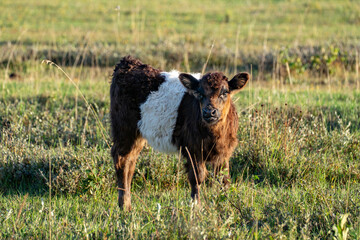 Black and white calf gazing toward the camera in open pasture © Piotr