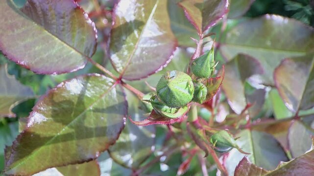 Close up of rosebuds on a rose plant in a garden during daytime
