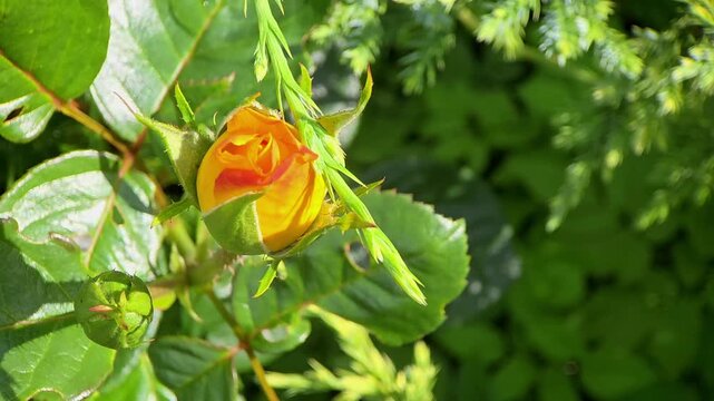 Yellow rose bud growing in garden surrounded by green leaves under sunlight