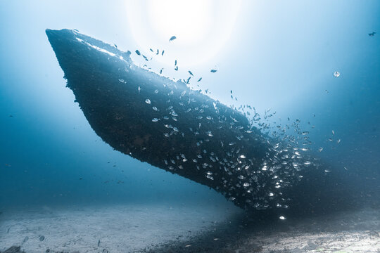 Rubis submarine wreck habitat for schooling fish
