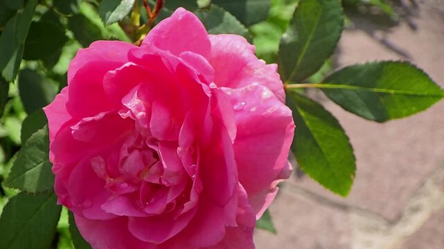 Pink rose blooming in a garden on a sunny day