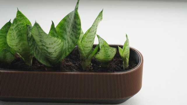 Close up of small rosettes of a variegated snake plant Sansevieria Dracaena trifasciata growing in potting soil inside a shallow rim container. The patterned green leaves show horizontal banding, the 