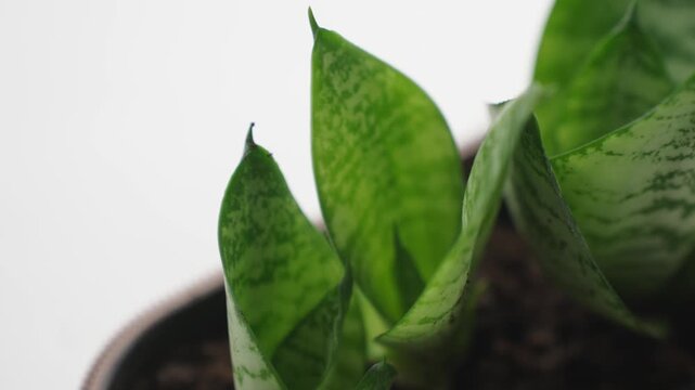 Close up of small rosettes of a variegated snake plant Sansevieria Dracaena trifasciata growing in potting soil inside a shallow rim container. The patterned green leaves show horizontal banding, the 