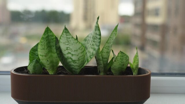 Close up of small rosettes of a variegated snake plant Sansevieria Dracaena trifasciata growing in potting soil inside a shallow rim container. The patterned green leaves show horizontal banding, the 