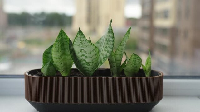 Close up of small rosettes of a variegated snake plant Sansevieria Dracaena trifasciata growing in potting soil inside a shallow rim container. The patterned green leaves show horizontal banding, the 