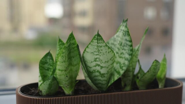 Close up of small rosettes of a variegated snake plant Sansevieria Dracaena trifasciata growing in potting soil inside a shallow rim container. The patterned green leaves show horizontal banding, the 