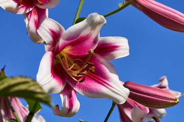 OT-Lilien, Lilium-Hybriden, magentarot, Baumlilien © Susanne