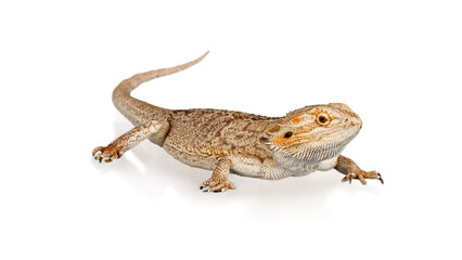 Obraz premium Bearded dragon lizard isolated on white background