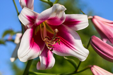 OT-Lilien, Lilium-Hybriden, magentarot, Baumlilien © Susanne