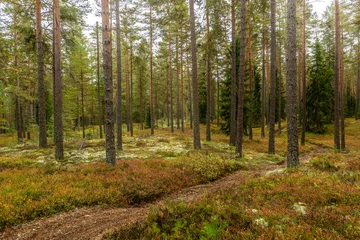 Magical fairytale forest in autumn. Forest covered of moss and blueberry twigs © Conny Sjostrom