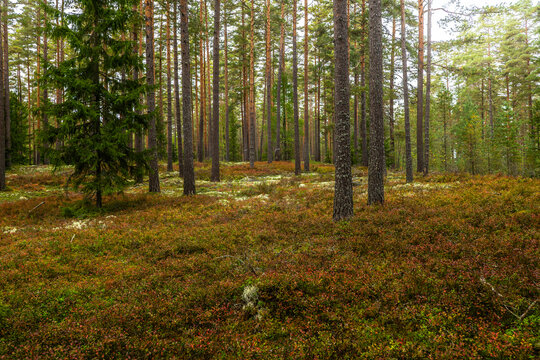 Magical fairytale forest in autumn. Forest covered of moss and blueberry twigs