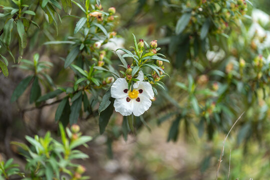 Cistus albidus flower with dark purple spots near Pulo do Lobo waterfall Portugal