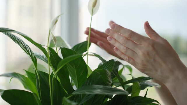 Close up of a woman gently touching the leaf and bloom of a peace lily Natural window light highlights leaf texture and subtle hand motion The clip shows a calm intimate moment of plant care and tacti
