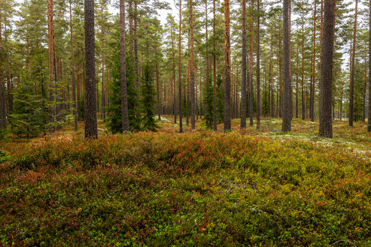 Magical fairytale forest in autumn. Forest covered of moss and blueberry twigs
