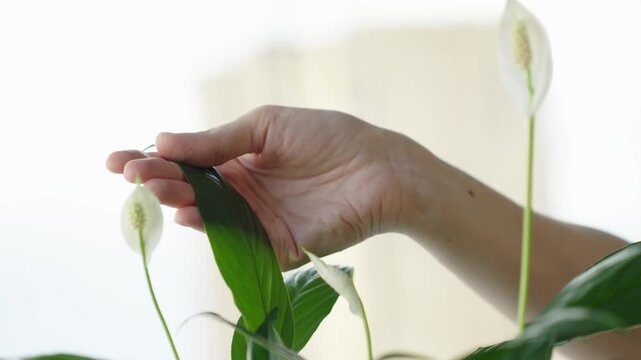 Close up of a woman gently touching the leaf and bloom of a peace lily Natural window light highlights leaf texture and subtle hand motion The clip shows a calm intimate moment of plant care and tacti