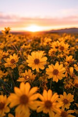 Fototapeta premium Sunset meadow of bright yellow blooms beneath warm skies