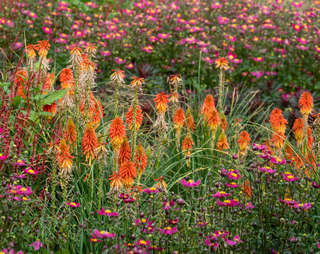 Stunning orange coloured red hot poker Kniphofia flowers growing in a flower border amid pink flowers at Wisley garden, Woking, Surrey UK.

