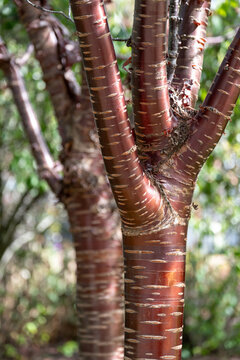 Beautiful textured unusual bark on tree trunk of Prunus Serrula tree Amber Scotts, Miniscots, a Tibetan cherry tree, photographed at Wisley garden, Surrey UK.