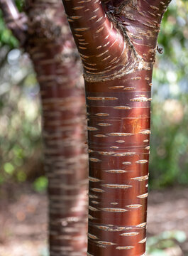 Beautiful textured unusual bark on tree trunk of Prunus Serrula tree Amber Scotts, Miniscots, a Tibetan cherry tree, photographed at Wisley garden, Surrey UK.