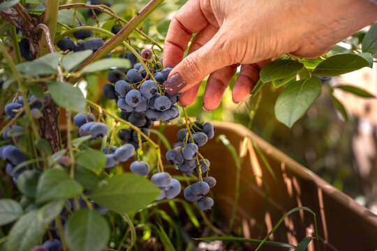 Hand picking fresh ripe blueberries from bush