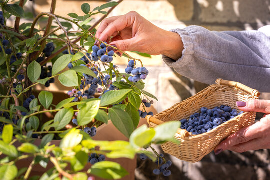 Hand picking fresh blueberries from a garden bush