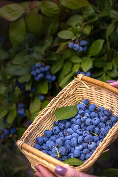 Hands holding basket full of fresh blueberries picking berries
