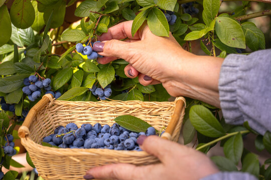 Hands picking fresh organic blueberries from a bush into a basket