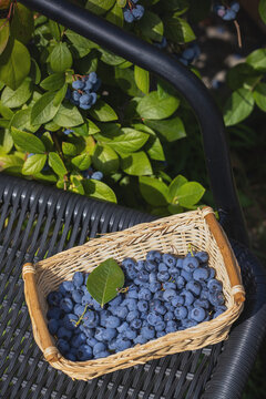 Freshly picked blueberries in wicker basket on outdoor chair