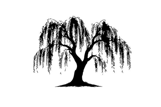 Black silhouette of a weeping willow tree isolated on white isolated on white background, Vector