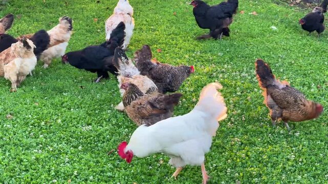 Beautiful rural chickens with a rooster are walking on the lush green grass in the sunlight.